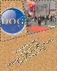  - Brussels dog show